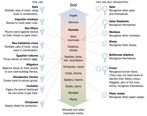 where-do-animals-rank-on-the-iq-scale